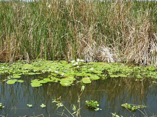 Nymphaea gracilis, photograph 5