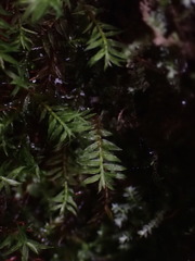 Bartramiopsis lescurii