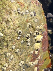 Semibalanus balanoides