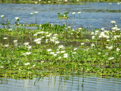 Nymphaea gracilis, photograph 4