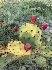 Opuntia engelmannii