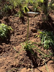 Angiospermae