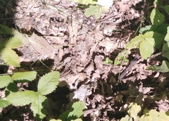 Fragaria moschata