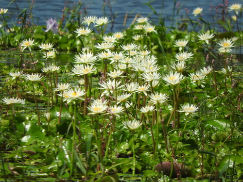 Nymphaea gracilis, photograph 3