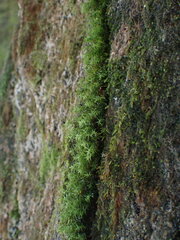 Bartramiopsis lescurii