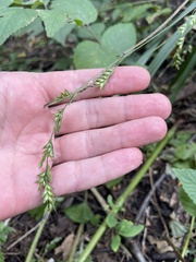 Diarrhena obovata