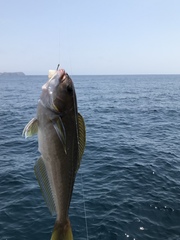 Caulolatilus princeps