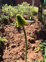 Angiospermae