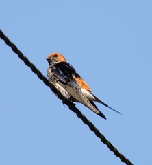 Cecropis abyssinica