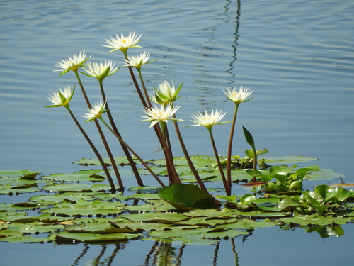 Nymphaea gracilis, photograph 2