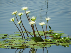 Nymphaea gracilis