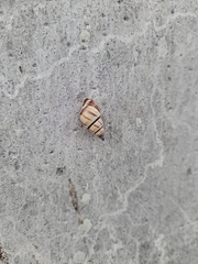 Drymaeus multilineatus