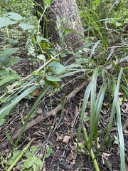 Diarrhena obovata