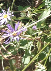 Galatella angustissima
