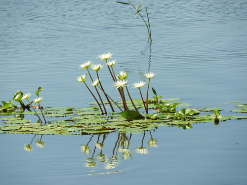 Nymphaea gracilis, photograph 1