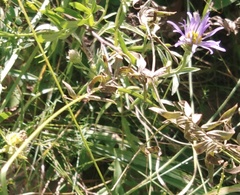 Galatella angustissima