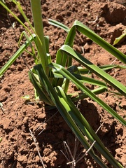 Angiospermae