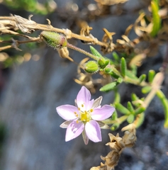 Spergularia rupicola