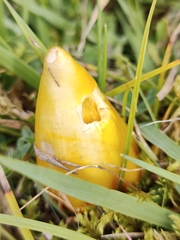 Hygrocybe acutoconica