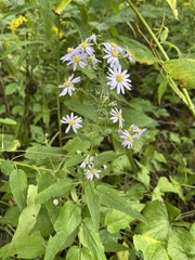 Symphyotrichum shortii