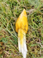 Hygrocybe acutoconica