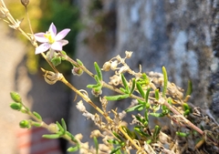 Spergularia rupicola