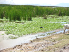 Plegadis chihi