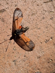 Acraea horta
