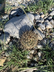 Ancistrocactus scheeri