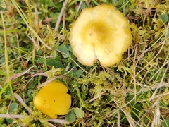Hygrocybe acutoconica