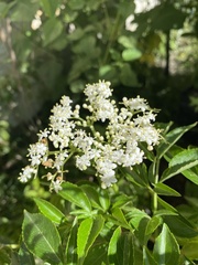 Sambucus nigra