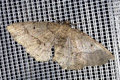 Melanolophia signataria