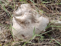 Suillellus luridus