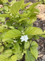 Jasminum sambac