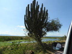 Cactoideae