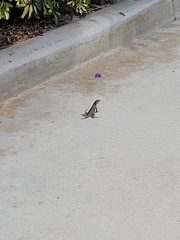 Leiocephalus carinatus