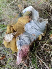 Suillellus luridus