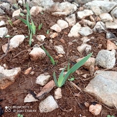 Iris lutescens chamaeiris