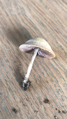 Panaeolus foenisecii