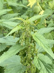 Urtica dioica