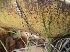 Suillellus luridus