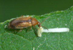 Allopoda lutea
