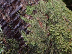 Hypnum circinale