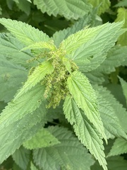 Urtica dioica