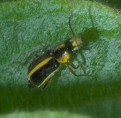 Attalus circumscriptus