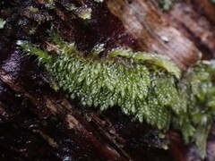 Hypnum circinale