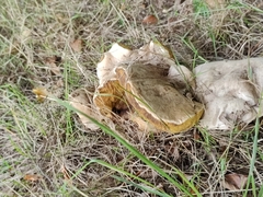Suillellus luridus