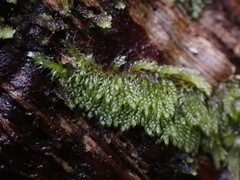 Hypnum circinale
