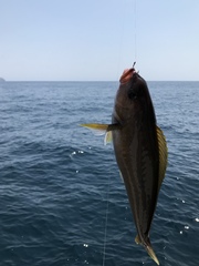 Caulolatilus princeps