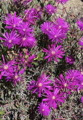 Delosperma cooperi
